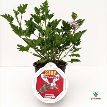 Pelargonium 'Moskito'
