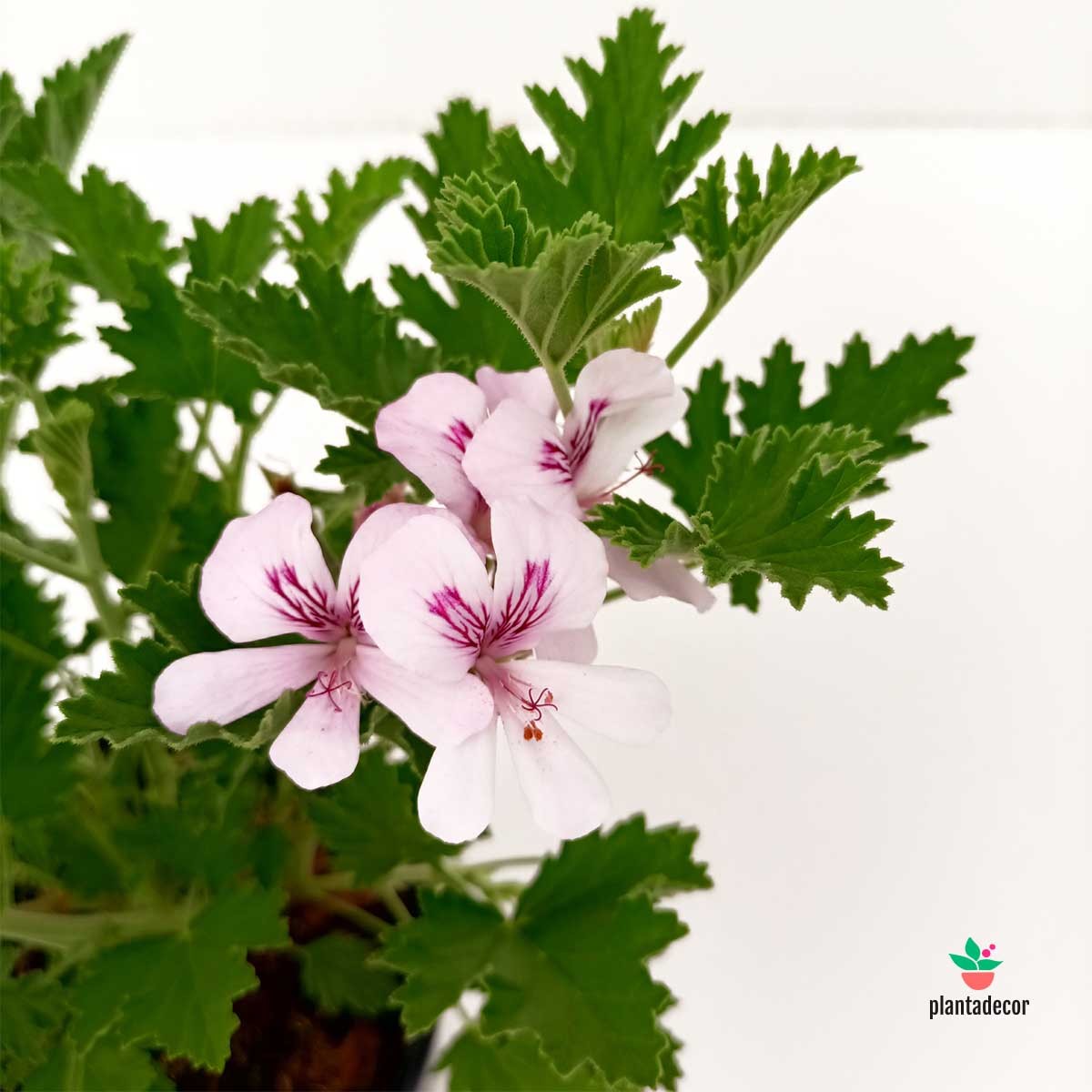Pelargonium 'Moskito' Citronela