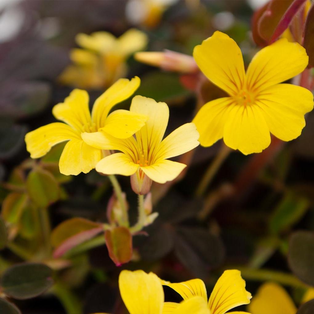 Oxalis Vulcanicola Sarma Bora comprar