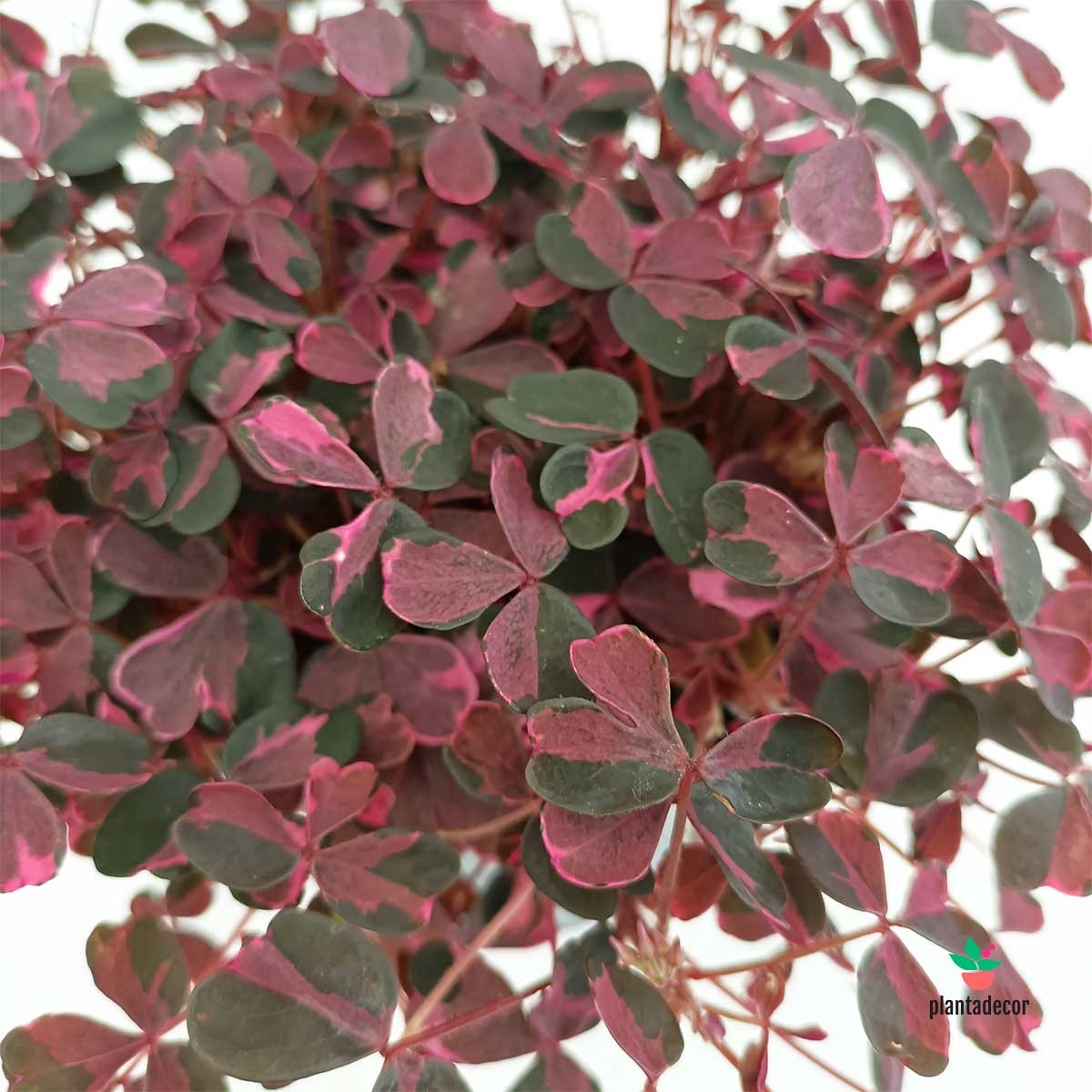 Oxalis Pink M-14