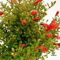 Punica granatum 'Nanum' Miniplanta