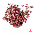 Oxalis Vulcanicola Plum Crazy