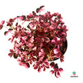 comprar Oxalis Vulcanicola Plum Crazy