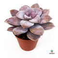Graptopetalum Superbum Miniplanta
