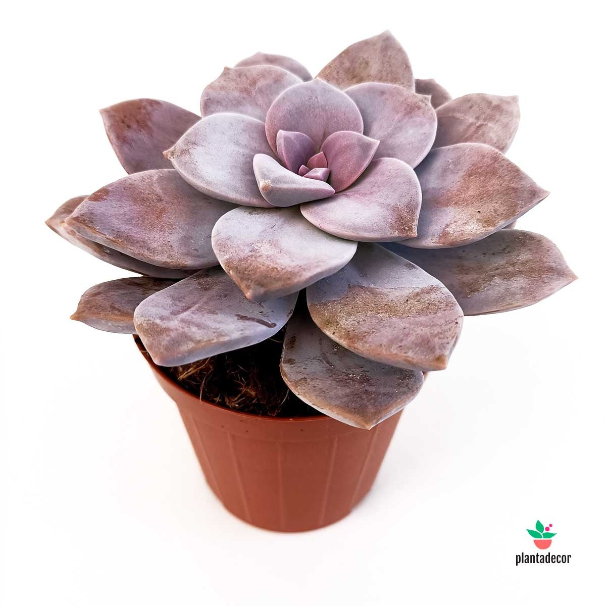 Graptopetalum Superbum Miniplanta