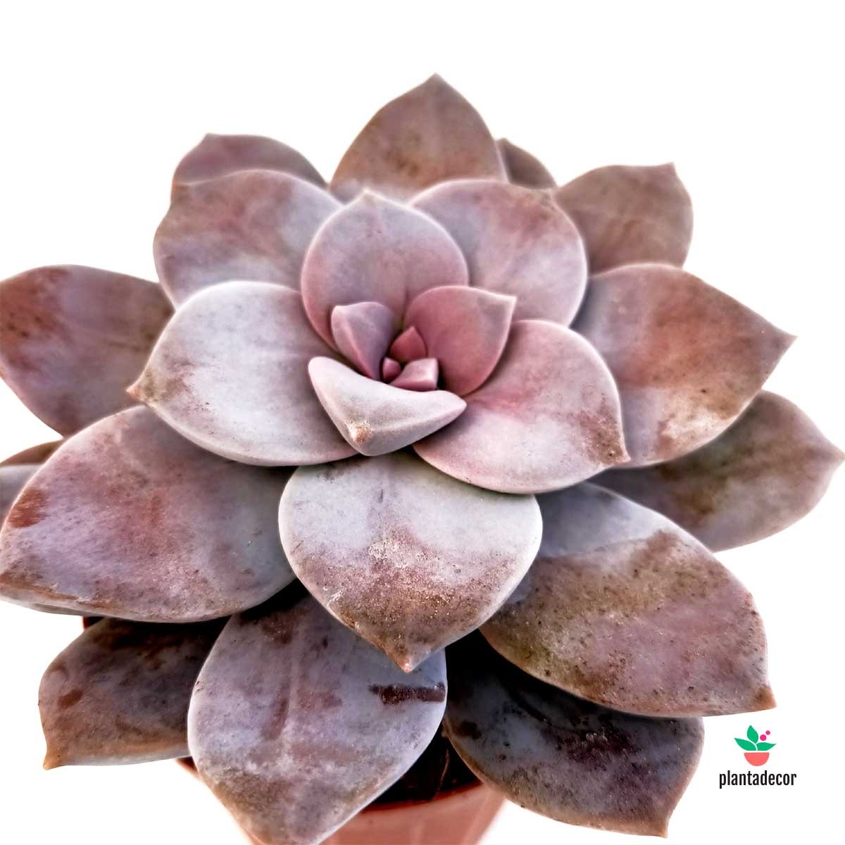 Crasula Graptopetalum Superbum