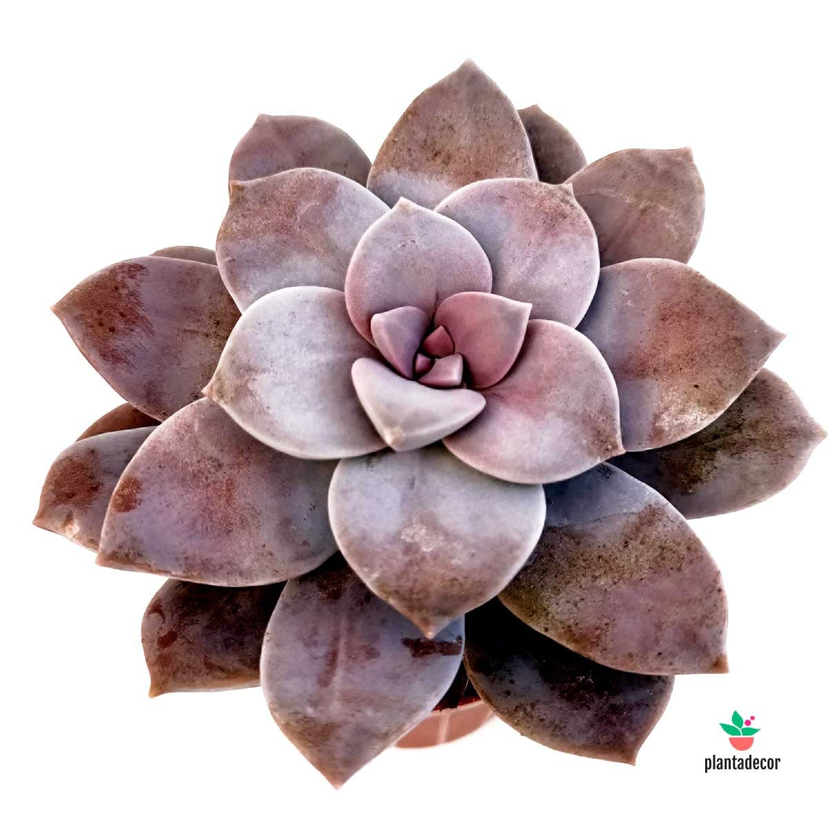 Graptopetalum