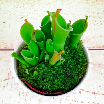 Heliamphora Heterodoxa (Planta Carnívora)