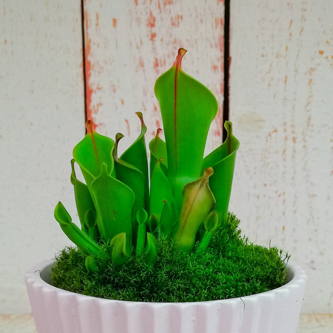 Heliamphora Heterodoxa