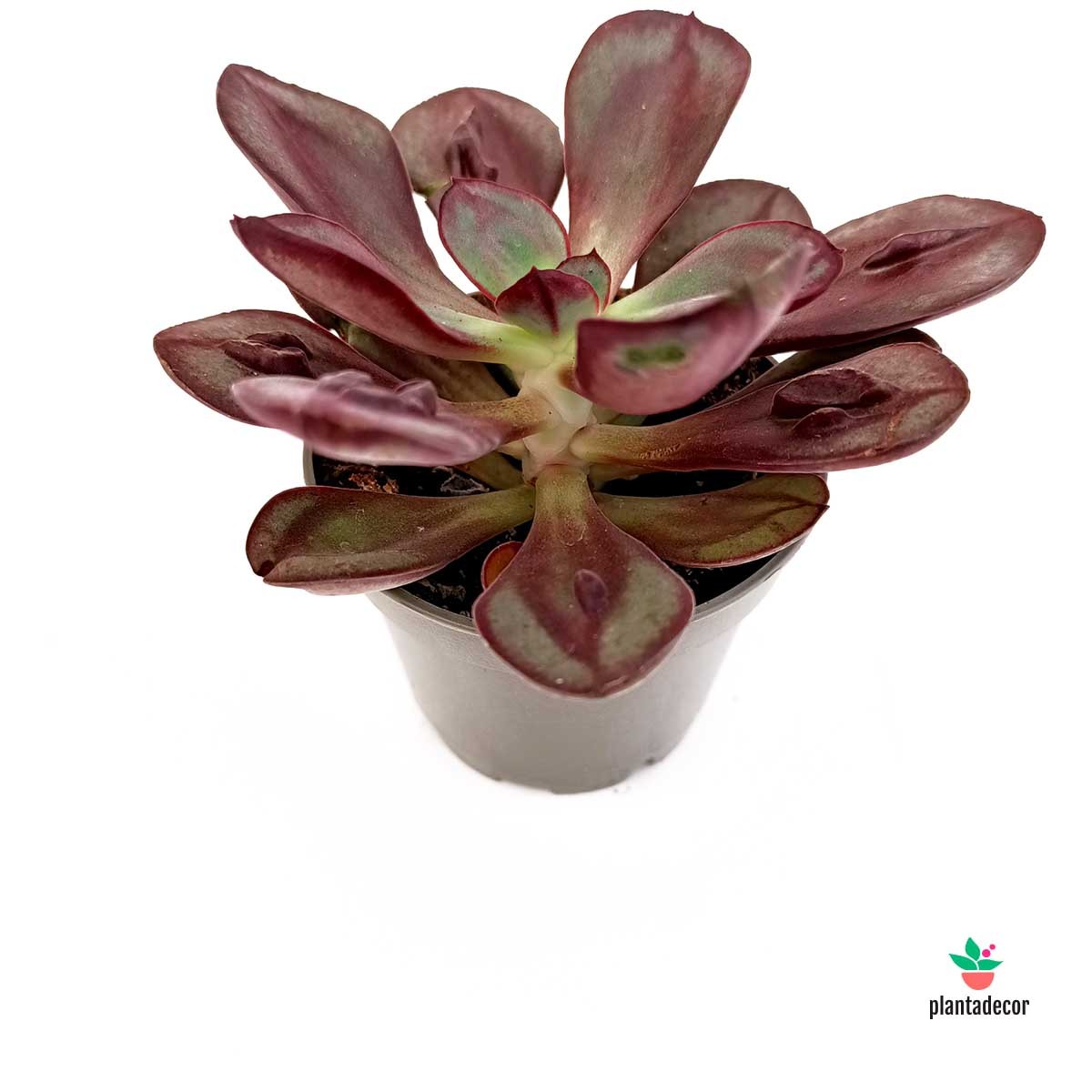 Echeveria Nodulosa Benitsukasa