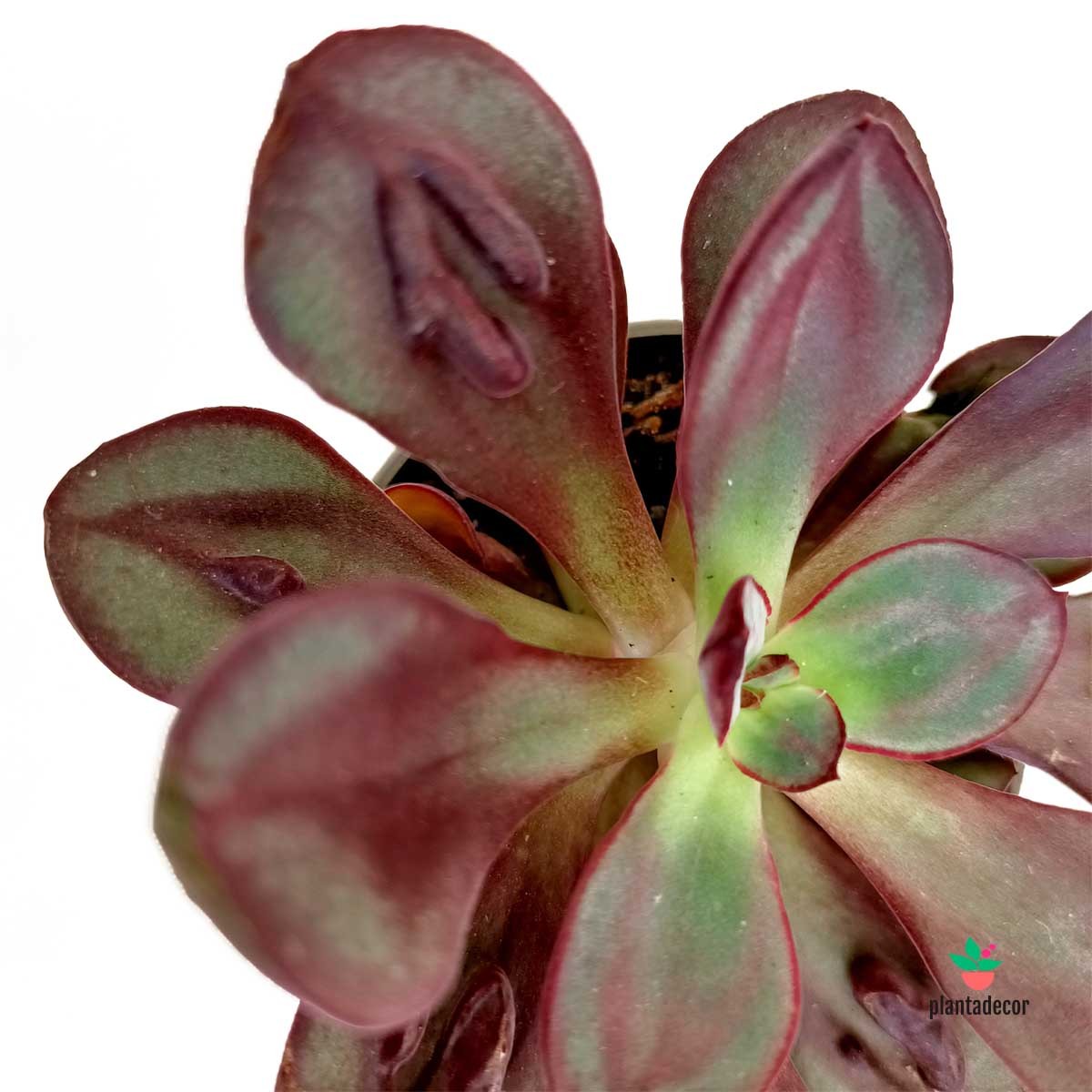 Echeveria Nodulosa Maruba Benitsukasa