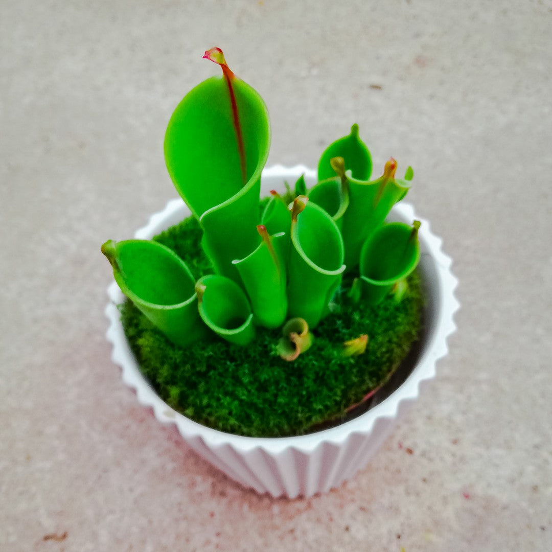 Heliamphora Heterodoxa