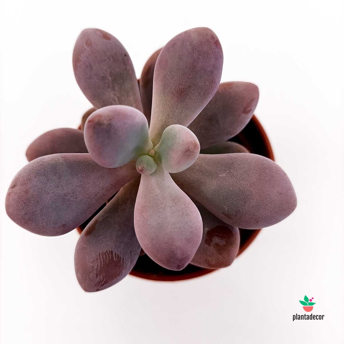 Pachyphytum Oviferum