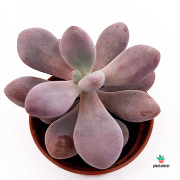 Pachyphytum Oviferum Pink - Mini