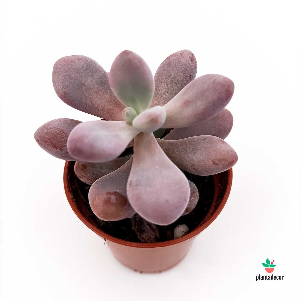 Pachyphytum Cv. Momobijn
