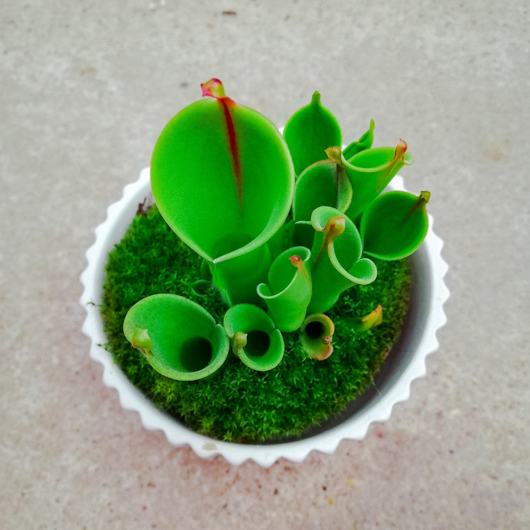 Heliamphora Heterodoxa