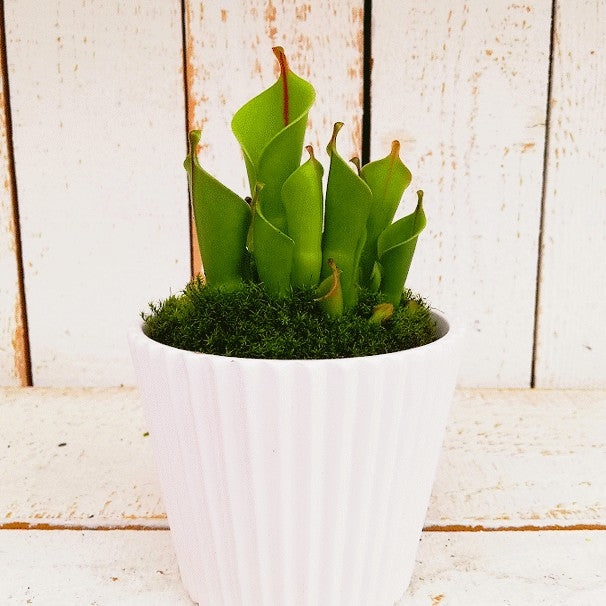 Heliamphora Heterodoxa