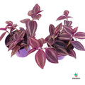 Tradescantia Zebrina