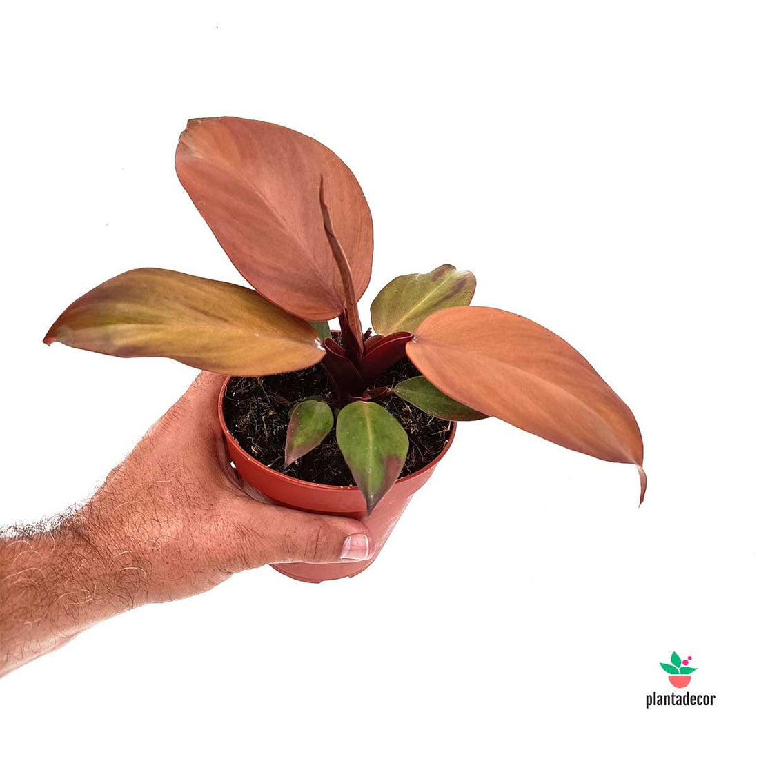 Comprar Philodendron Mccolley’s Finale