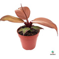 Cuidados Philodendron Mccolley’s Finale
