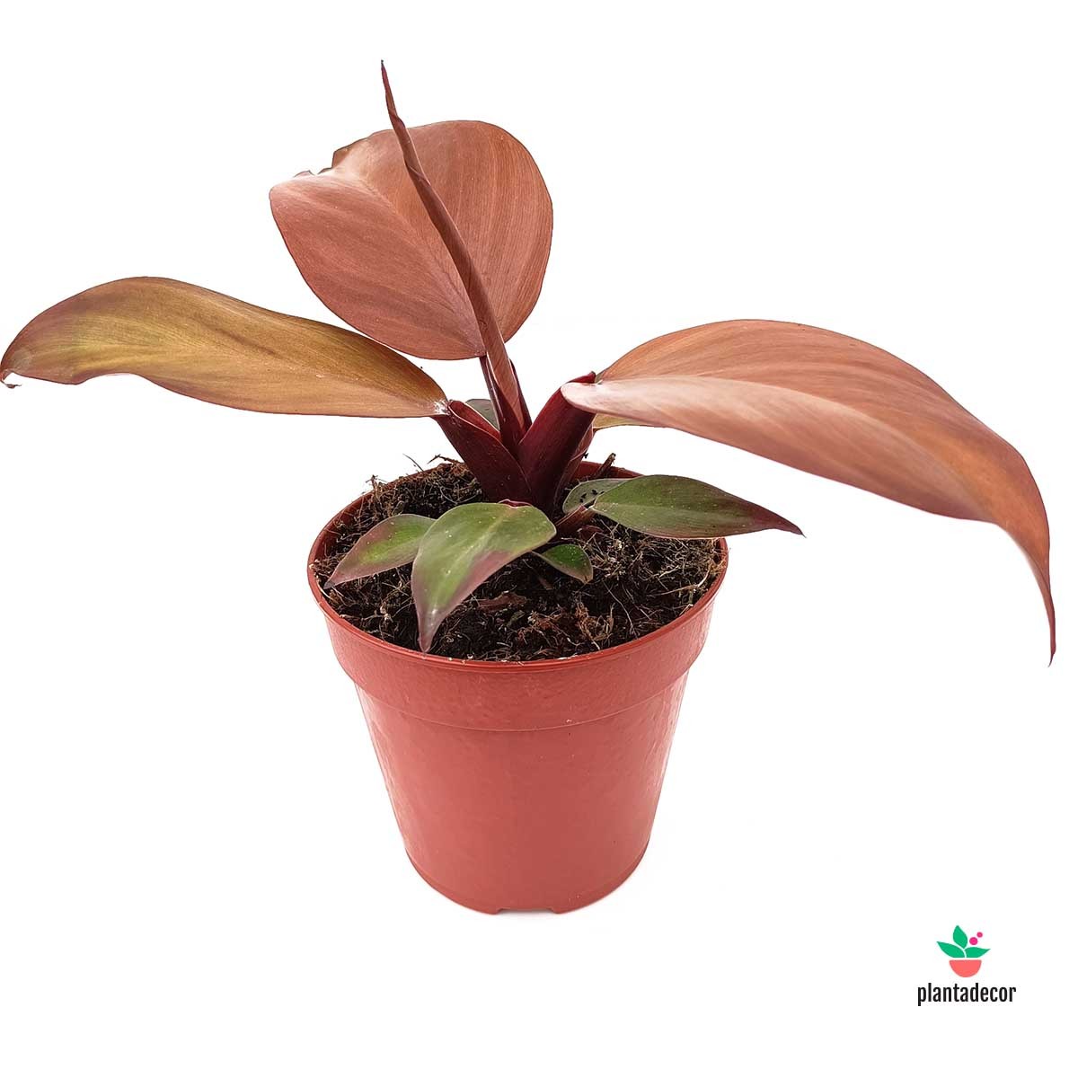 Cuidados Philodendron Mccolley’s Finale
