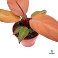 Philodendron Mccolley’s