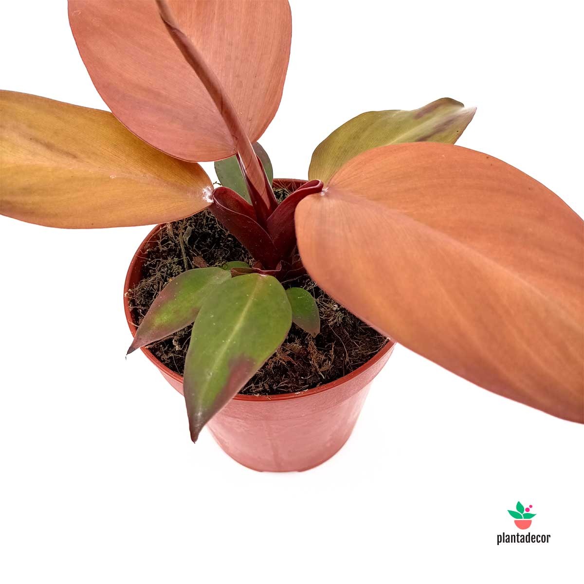 Philodendron Mccolley’s