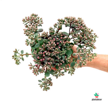 Sedum Cauticola 'Lidakense'