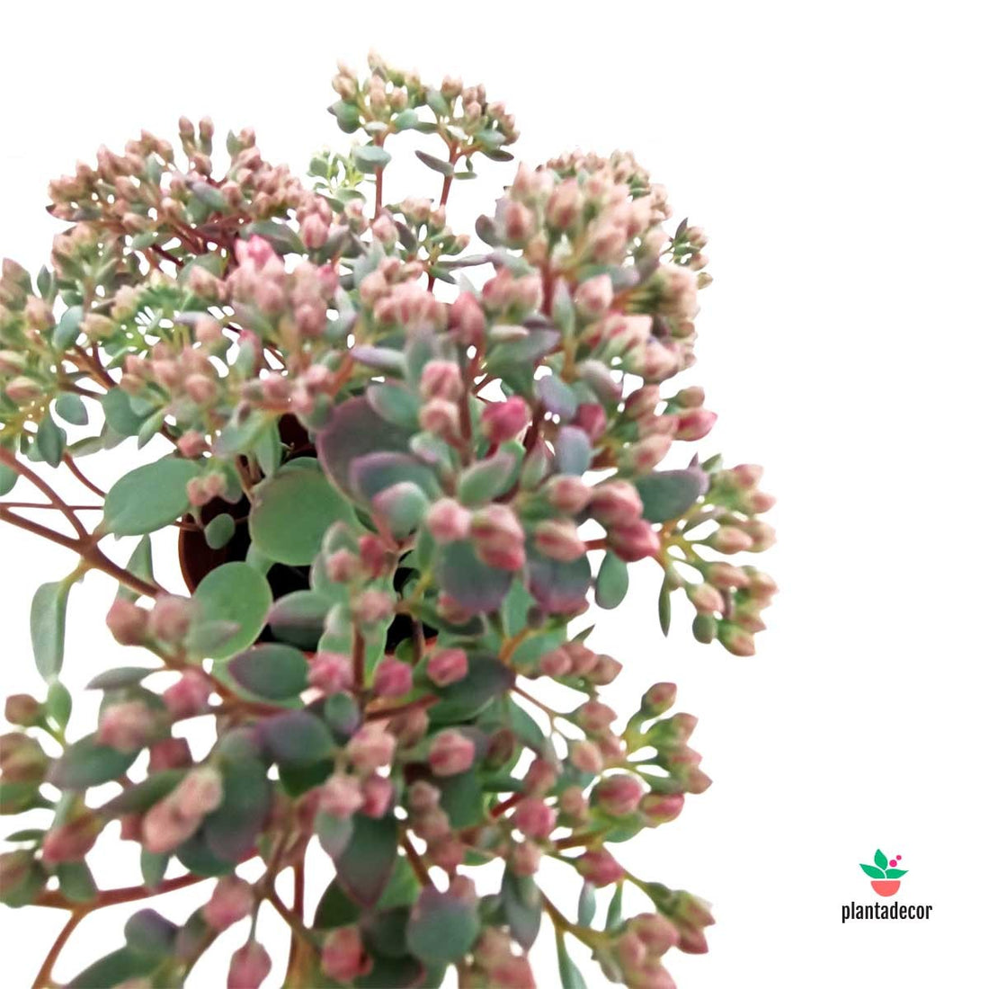 Sedum Cauticola 'Lidakense'