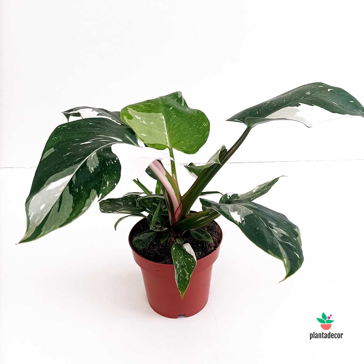 Philodendron White Princess