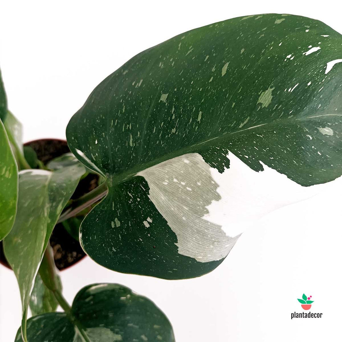 Planta Philodendron White Princess