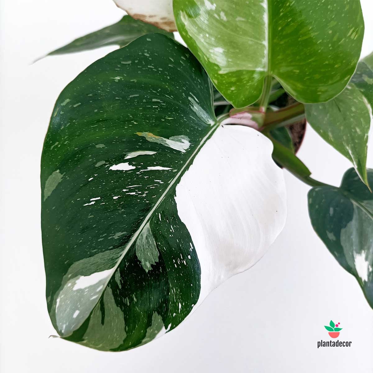 Jungle Philodendron White Princess