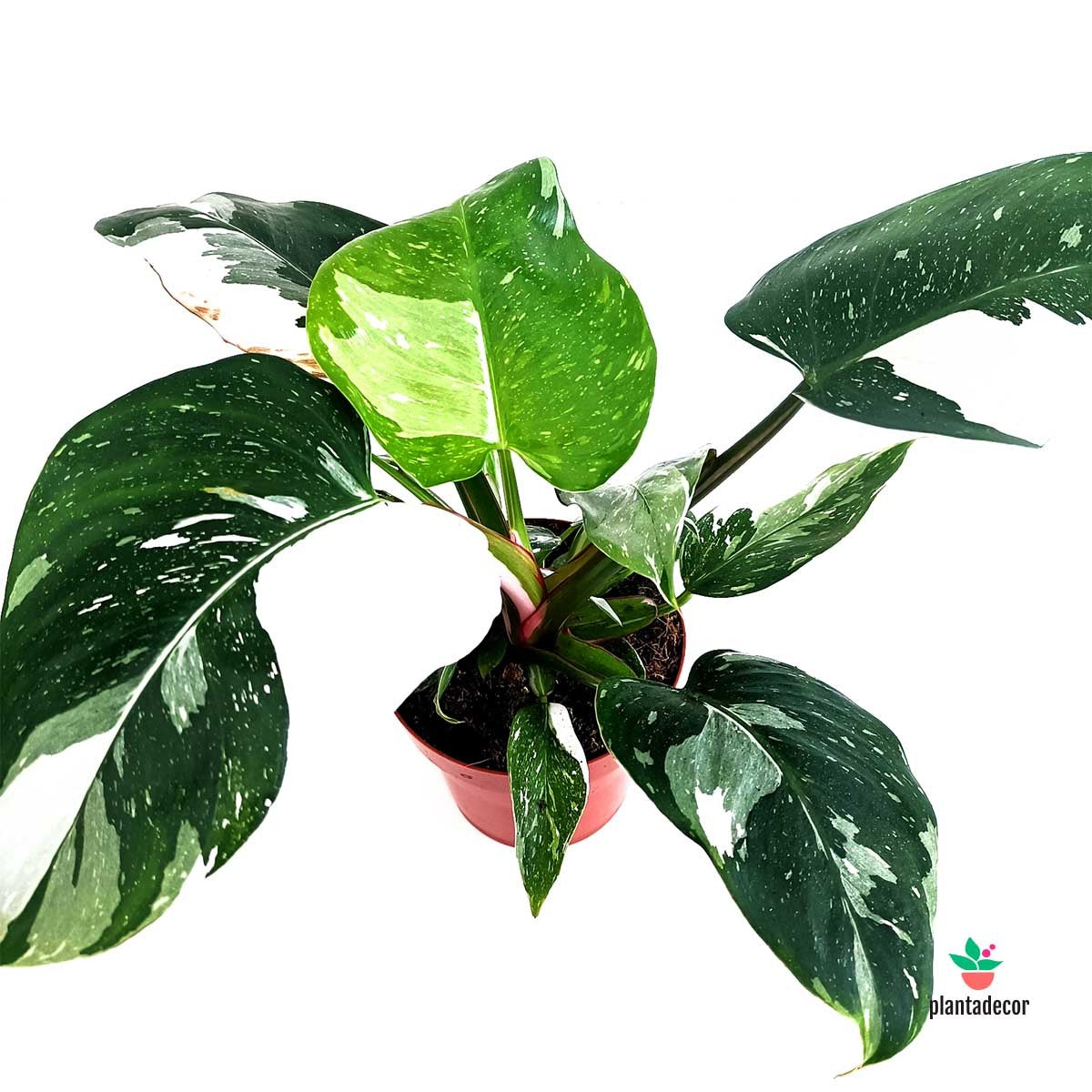 Urban Philodendron White Princess