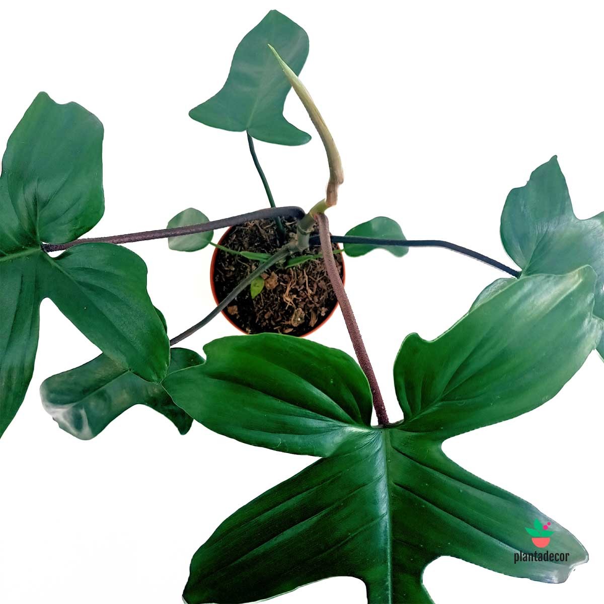 Philodendron Florida Green