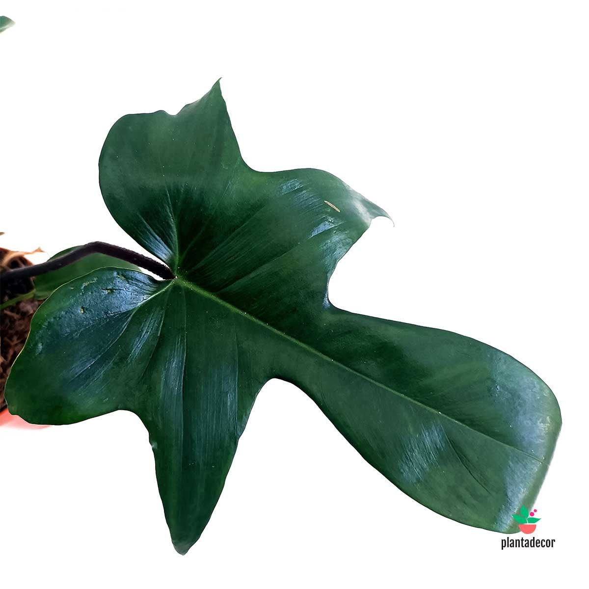 Philodendron Florida