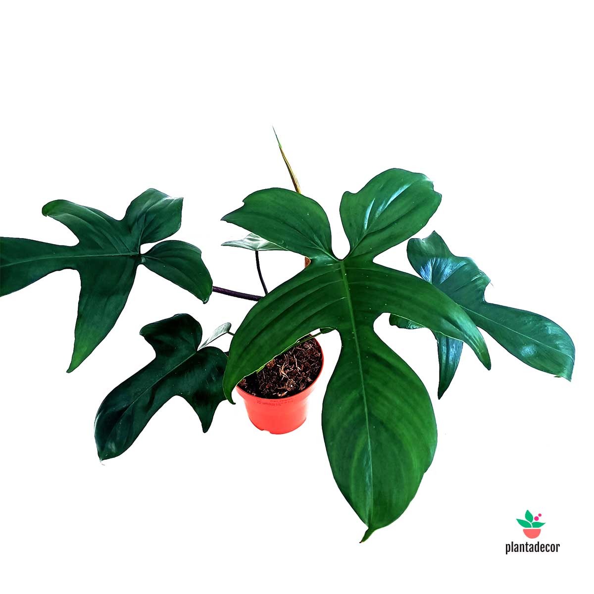 Comprar Philodendron Florida Green