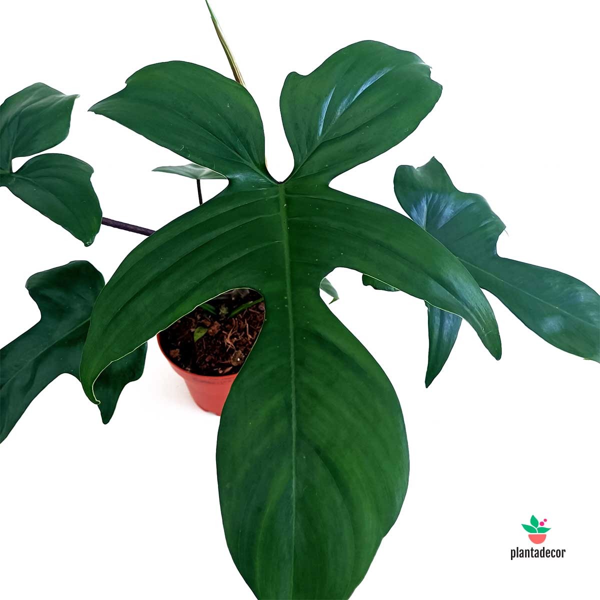 Philodendron Florida