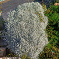 Cuidados Leucophyta