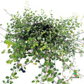 Muehlenbeckia 'maori'