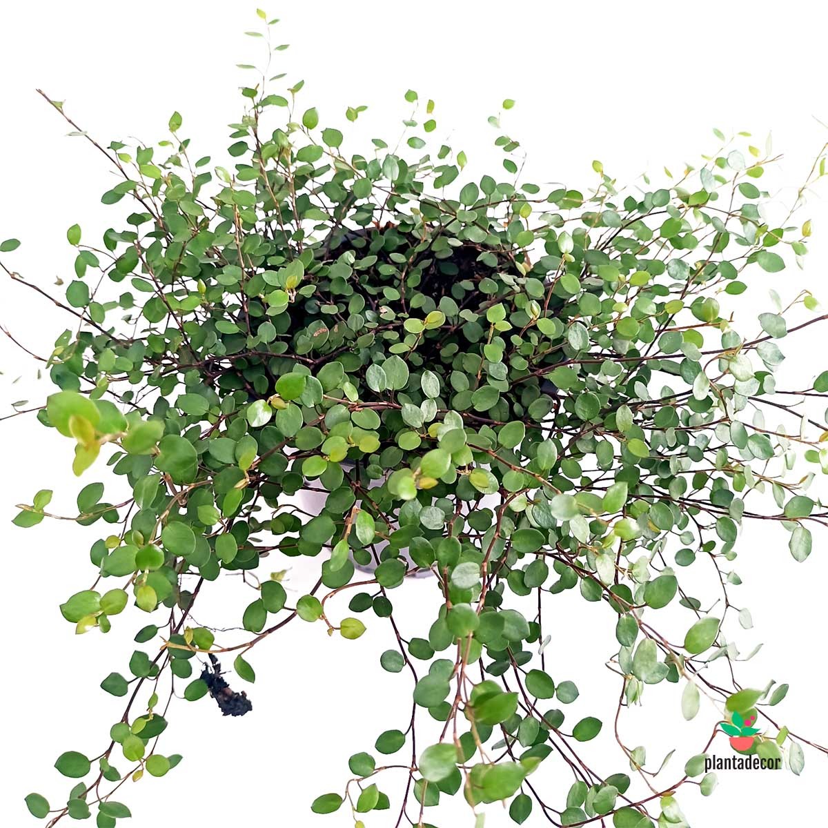 Muehlenbeckia 'maori'