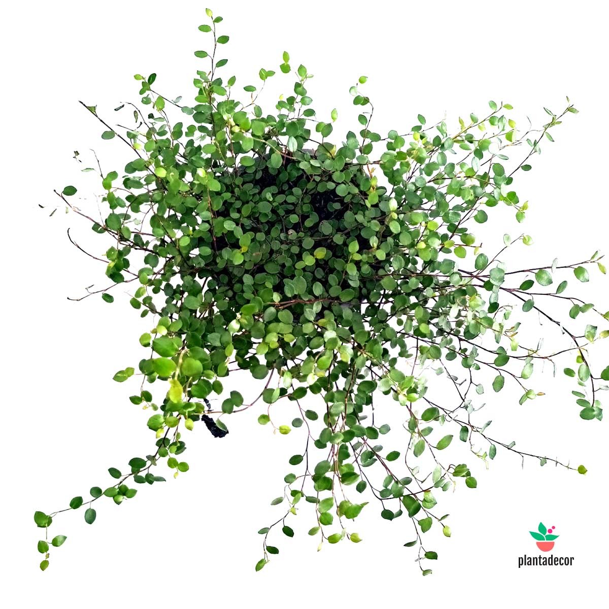 Muehlenbeckia Complexa 'Maori'