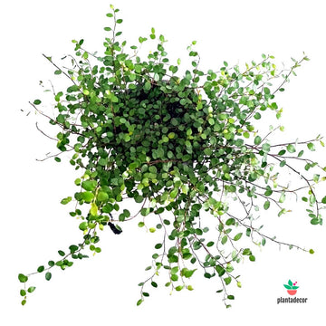 Muehlenbeckia Complexa 'Maori'