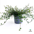 Muehlenbeckia 'Maori'