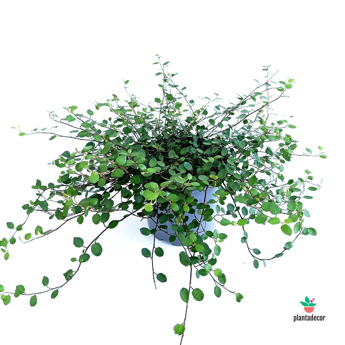 Muehlenbeckia Complexa 'Maori'