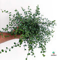 Muehlenbeckia