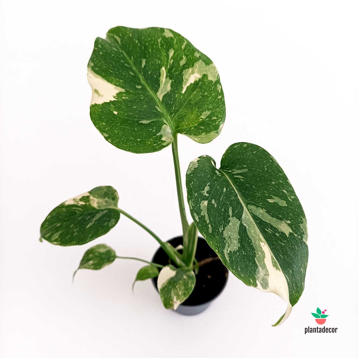 Monstera Thai Constelation