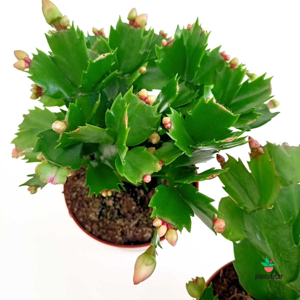 Schlumbergera  х Buckleyi