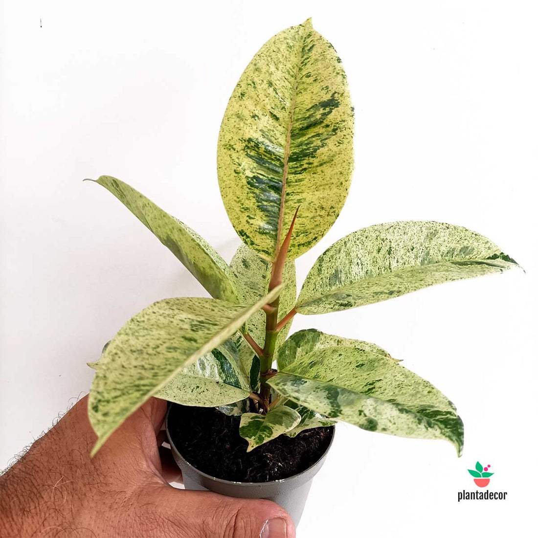 Ficus Elastica Shivereana Variegated
