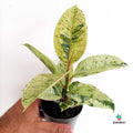 Ficus Elastica Shivereana Variegated