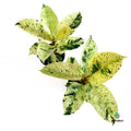Shivereana Variegated